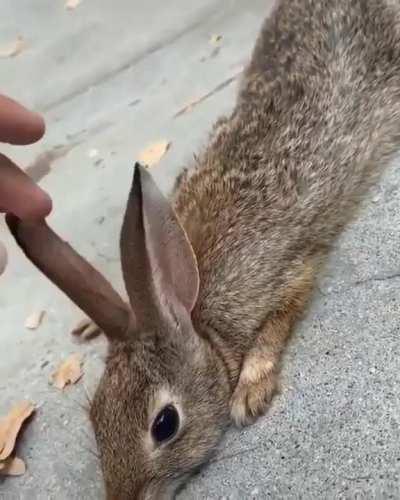 A skater rescuing a wild bunny from a pool