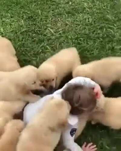 Puppies chase toddler (source in comments)