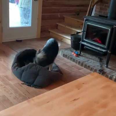 Rare pupper (Fluffy the therapy pig) celebrates getting the best bed in the best spot