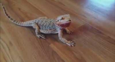 Bearded dragon goes absolutely crazy for blueberries.