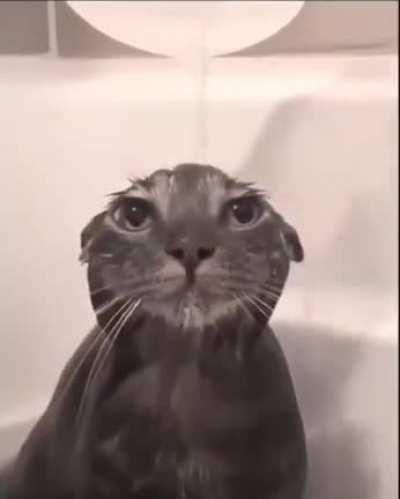 Cat taking a bath