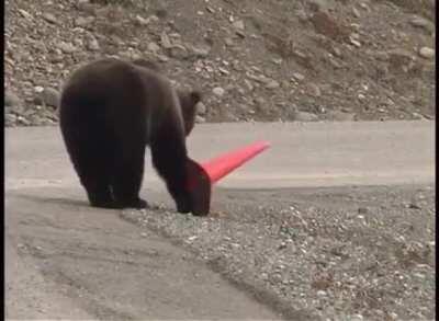 Bear with OCD fixing a cone