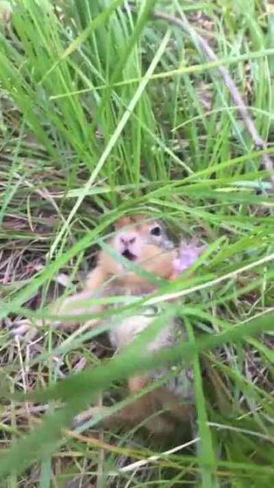 Sweet baby gopher gets a spook!