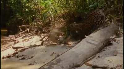 Young Jaguar vs Young Black Caiman