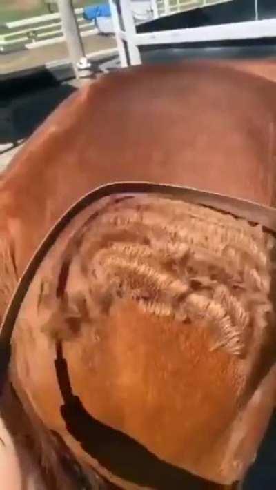 Shaving a horse fur