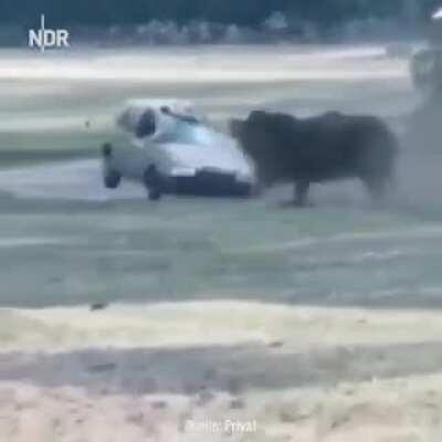 HMB while I get really up close to a Rhino