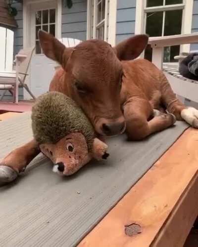 Meet Lewis! He was born on a slaughterhouse floor and was lucky to be rescued by The Gentle Barn. His favorite toy in the world is his hedgehog