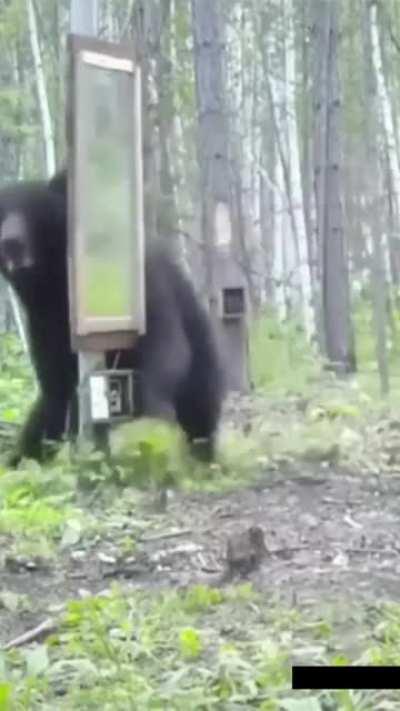 Bear Is Surprised When He Looked In The Mirror