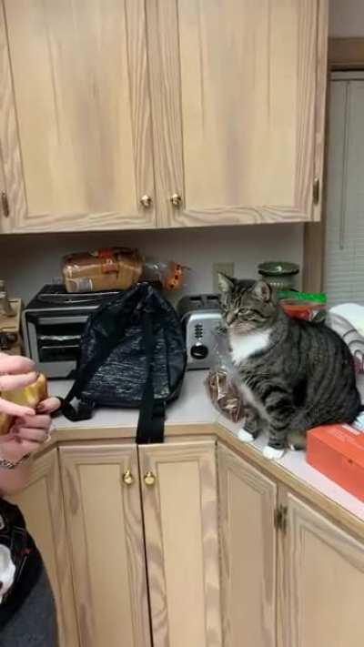 Cat pretends to eat grilled cheese sandwich