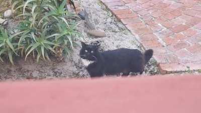 Me and the neighbour's cat, doing our weekly catching up