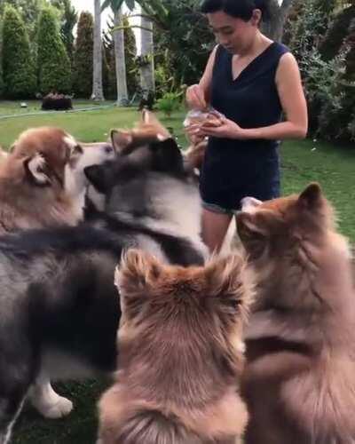 Malamute band