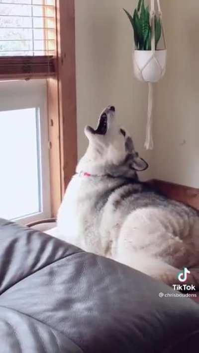 Listening to music when you're a husky owner seems... challenging