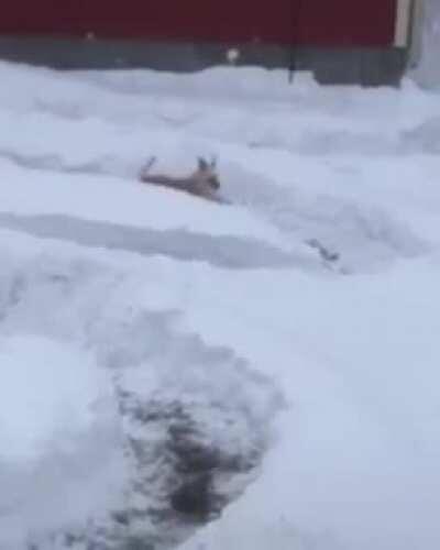 Got A LOT OF SNOW? Dog Agility Snow Course