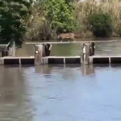 🔥 Bobcat- what a jump