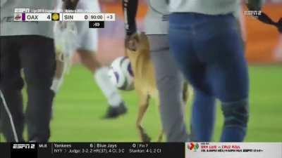 Dog invades the pitch in Liga Mx Expansion (Great Skills)