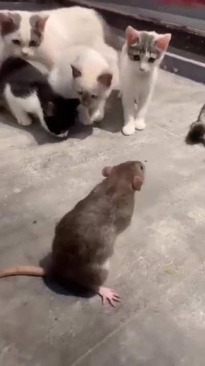A rat meets kittens