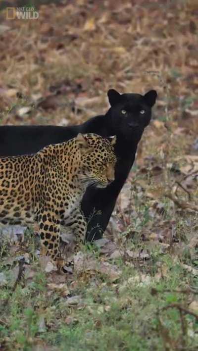 A leopard and it's patner somewhere in India. 