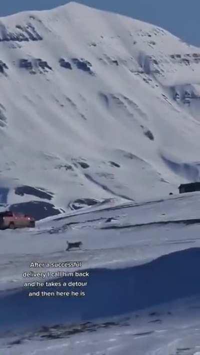 This lady living on Svalbard Island using her Malamute to deliver a message to her neighbor