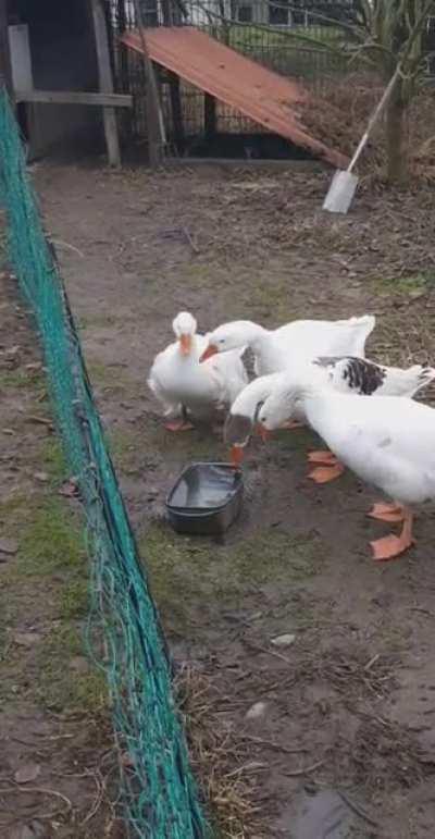 My geese being careful about their water I just put medicine in.