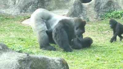 Little Gorilla has a rough and tumble with dad, his baby brother assumes he's in trouble and doesn't hesitate to rush to his aid