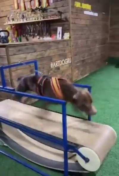 Treadmill doggo