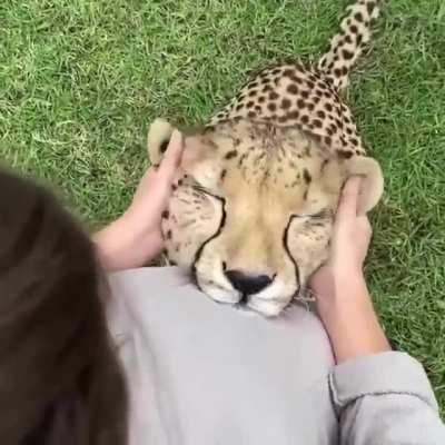 Some cheetah content