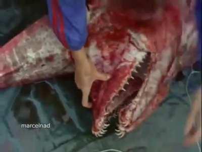 Goblin shark and its large protrusible jaws