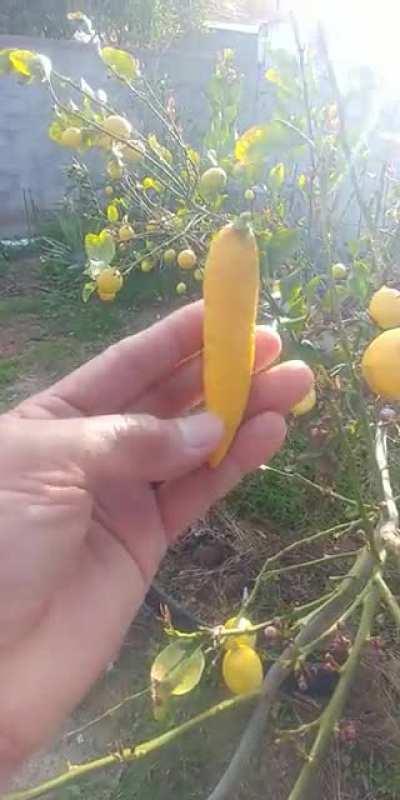 The shape of my lemon in my backyard