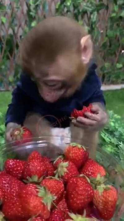 Cute monkey eating strawberries 🥰