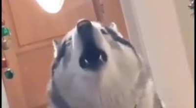 Doggo sings in perfect harmony.