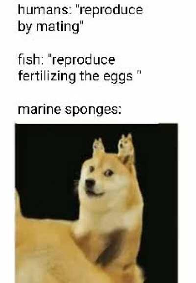 Doge squarpants