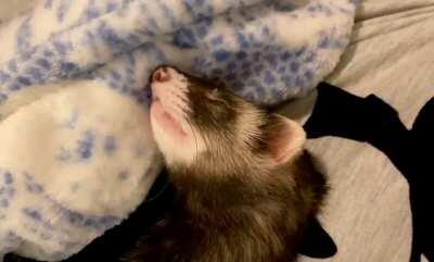 Yummy dreams | Ferret ASMR