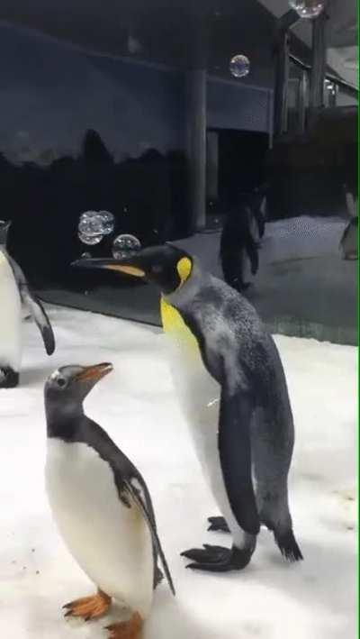 Penguins playing with Bubbles