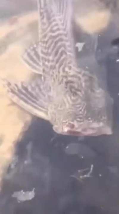 A headless fish just casually swimming around