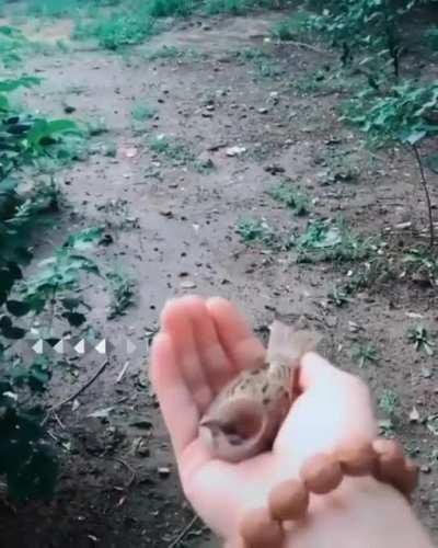 Tiny little bird 🐦