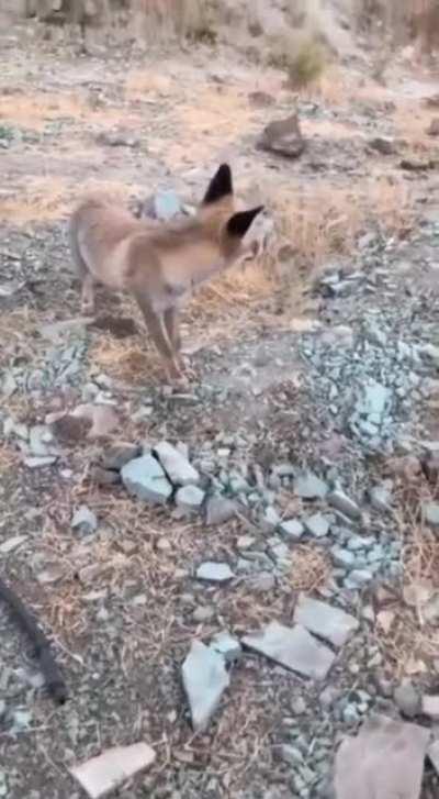 WCGW simping for a fox