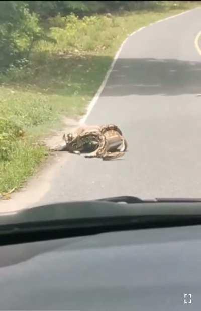 Deer gets saved from a snake by a truck driver