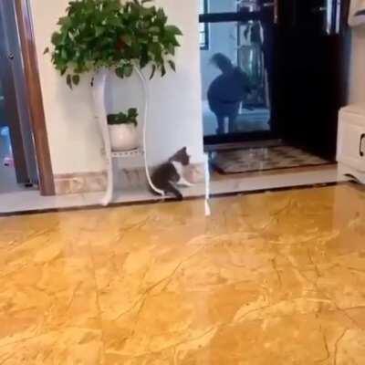 Sneaky Cat trying to give a surprise