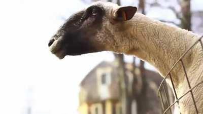 Screaming goats are quite possibly one of the funniest things ever.