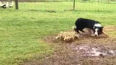 Good Boi Leading the Ducklings to Water