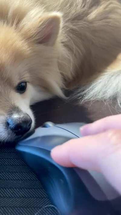 Working from home with pets