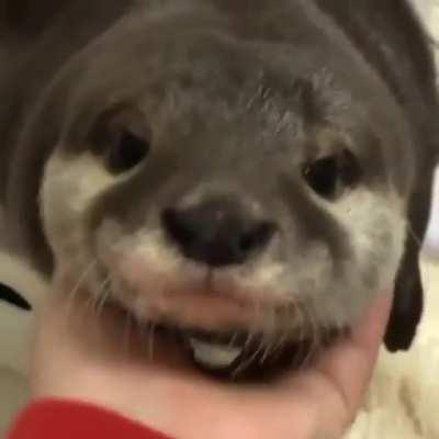 Otter squeals happily upon getting scritches