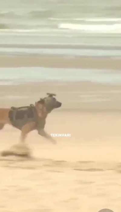 The deployment of tactical pupper