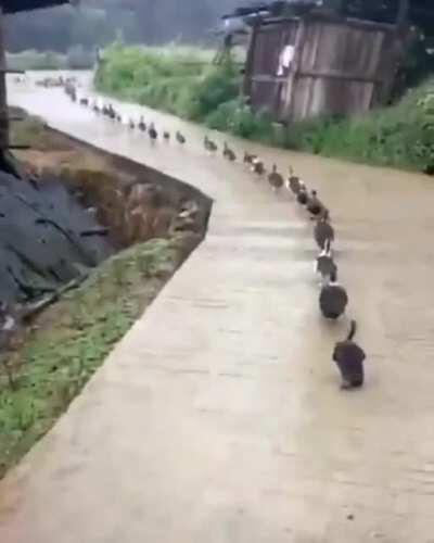 Ducks walking single file