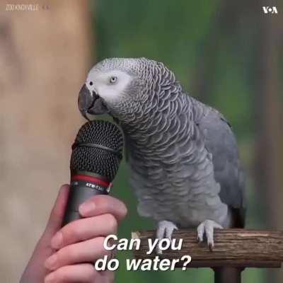 This parrot doing impersonations