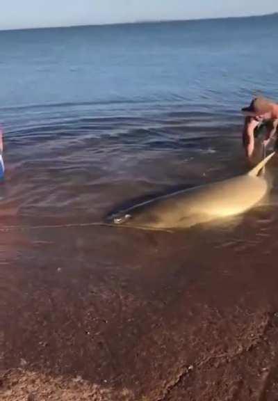 Saving a beached saw shark.