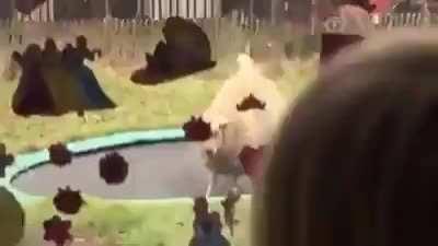 Playful sheep discovers how to use a trampoline