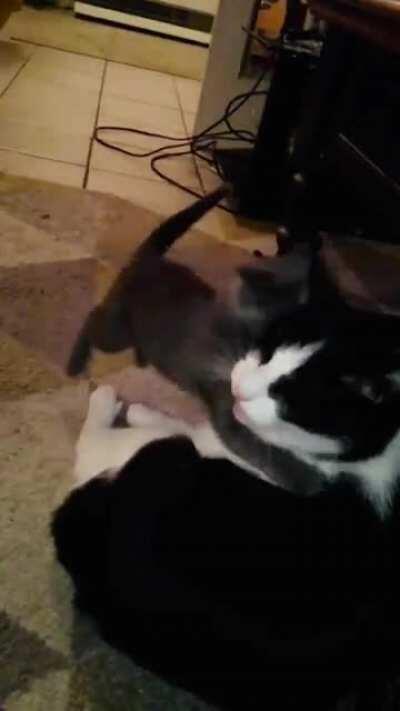 My boy Melvin is a psycho asshole. Note: sorry for bad quality