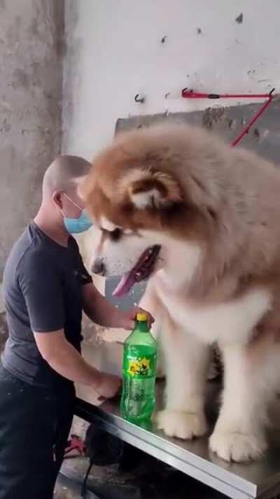 Huge Alaskan Malamute