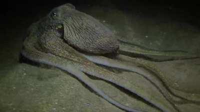 Following an octopus on a night dive when suddenly a squid appears 🐙🦑 Maui Hawaii